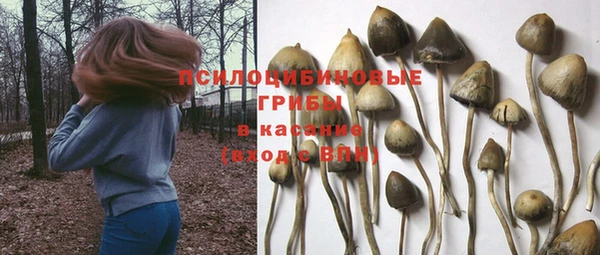 шишки Верея